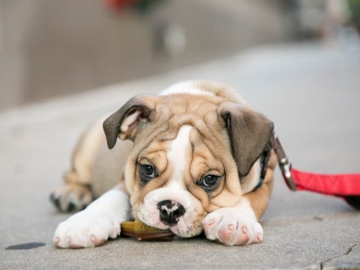 A Palos Hills resident was defrauded by a dog breeder on the internet, police said. 