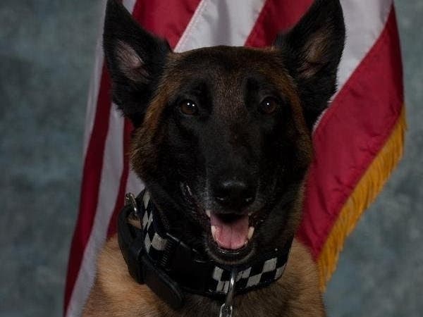 Retired Oak Lawn PSD Lucifer ended his watch on July 17, 2021. He served eight year with the Oak Lawn Police Department. 