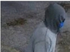 Surveillance image of suspect from three smash-and-grab burglaries that happened overnight on Dec. 20 