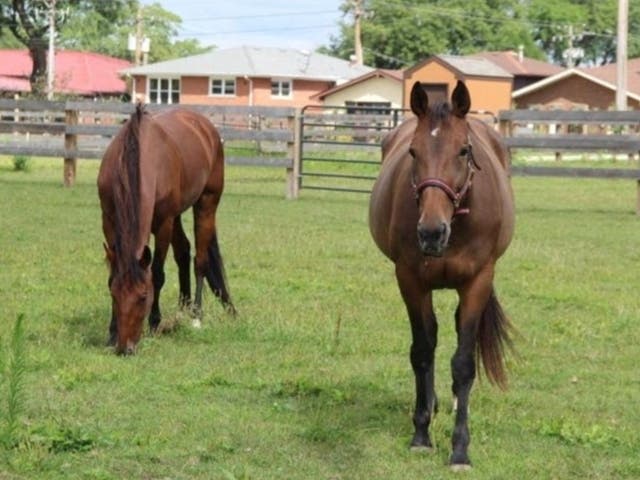 The village is looking for a hardworking person comfortable with horses, goats and checks to work in The Barn at 50-Acre Park in Evergreen Park.