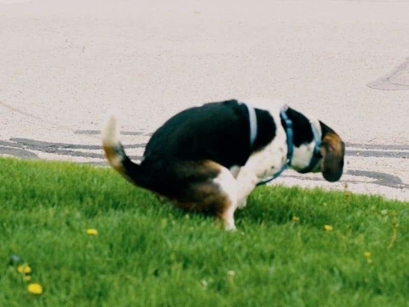 In a new TV spot featuring her dog copping a squat, Marie Newman dismisses Sean Casten's attacks as "sh*t" in IL-06 Democratic Primary.
