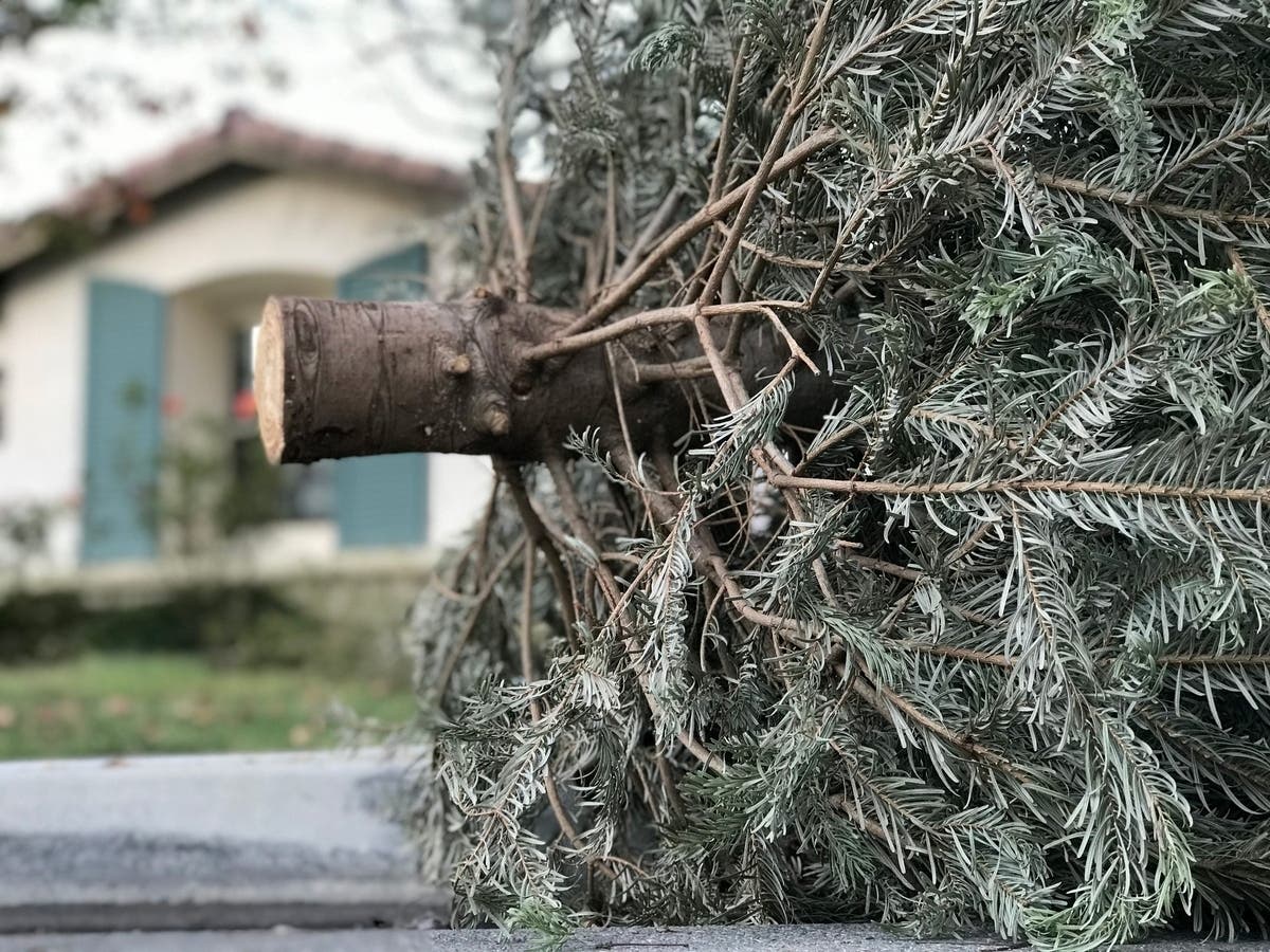Starting Jan. 9, Republic Services will be collecting Christmas trees  on regularly scheduled trash collection days in Oak Lawn through Jan. 31. 