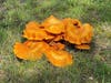 Palos Park police are alerting nature lovers about the poisonous jack-o-lantern fungi that are making their first appearance for fall in the Palos forest preserve.