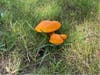 Palos Park police are alerting nature lovers about the poisonous jack-o-lantern fungi that are making their first appearance for fall in the Palos forest preserve.