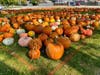 Make some memories at the First United Methodist Church pumpkin patch in Oak Lawn. The patch is open daily through Halloween.