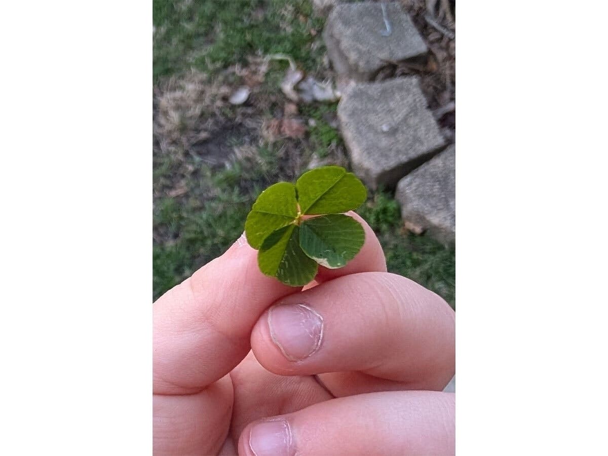 Lucky 7-Year-Old Alsip Girl Finds Not One, But Two Four-Leaf Clovers On ...