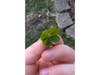 Not only did Rose find a four-leaf clover on the first day of spring, but she also found another one on Sunday.