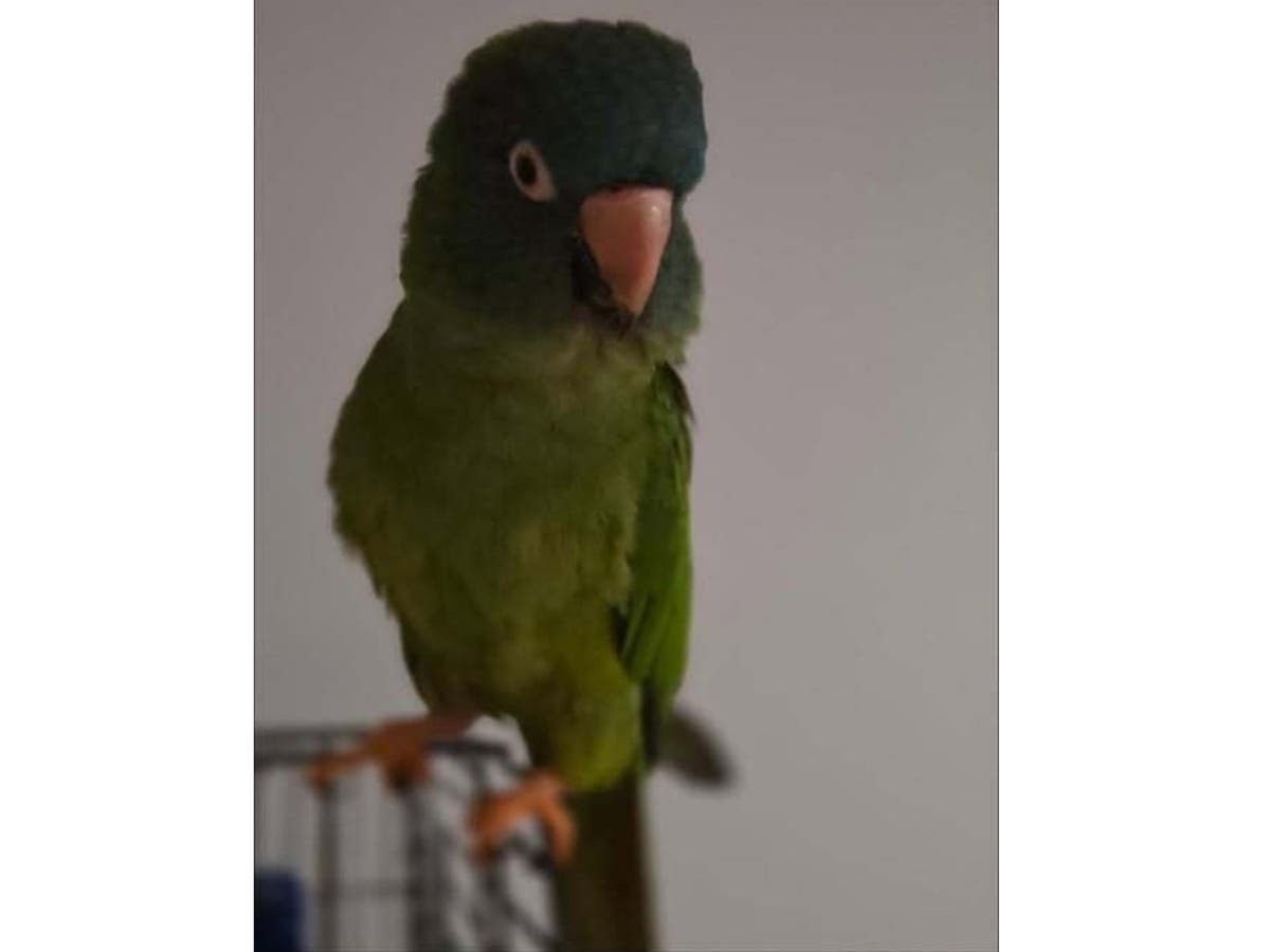 Dolly the parrot says beautiful things and can tell you what 2+2 is, has been missing since May 5 in Crestwood. 
