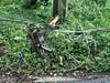 Power lines lay across a fallen tree in Palos Park after back-to-back storms hit the Chicago metro area. 