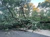 Tree debris in Palos Park after back-to-back storms hammered the south suburbs Wednesday and Thursday. 