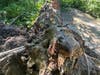 One of many uprooted trees in Palos Park. 