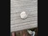 Big Boy flattened quarter. 