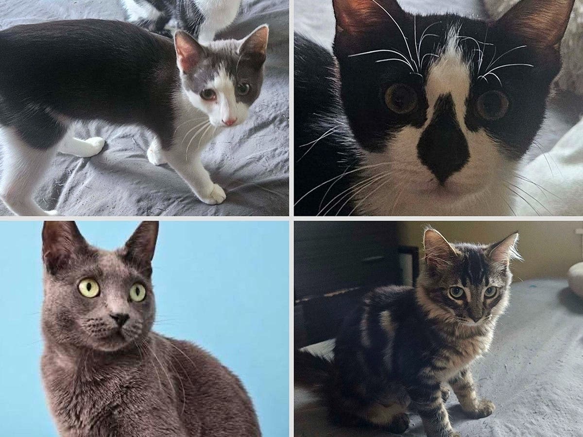 Come meet Bean, Buttons, Nova and Bubbles Saturday, Sept. 19, at Kitties For Keeps Rescue's pet adoption event and donation drive at the Alsip-Merrionette Park Public Library.