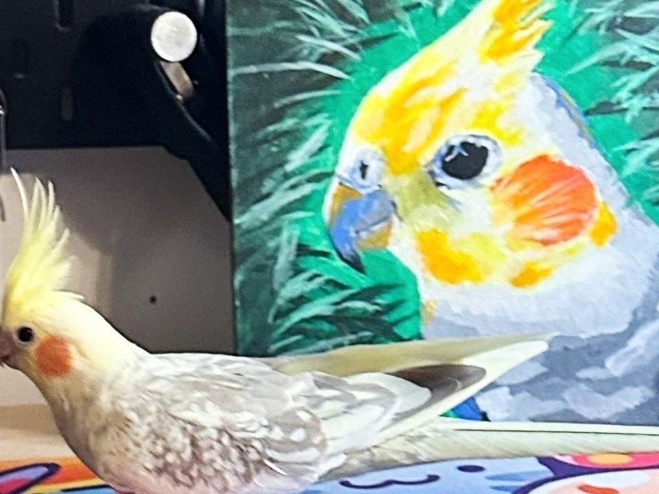 EPCHS sophomore Daniel Kirincic's cockatiel, Tico, who he found watching track practice on his 15th birthday in the Mustang bleachers.