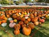 The First United Methodist Church of Oak Lawn's 16th annual pumpkin patch offers hundreds of pumpkins of all shapes, sizes, colors, warts and bumps for sale through Halloween at 100th Street and Central Avenue.