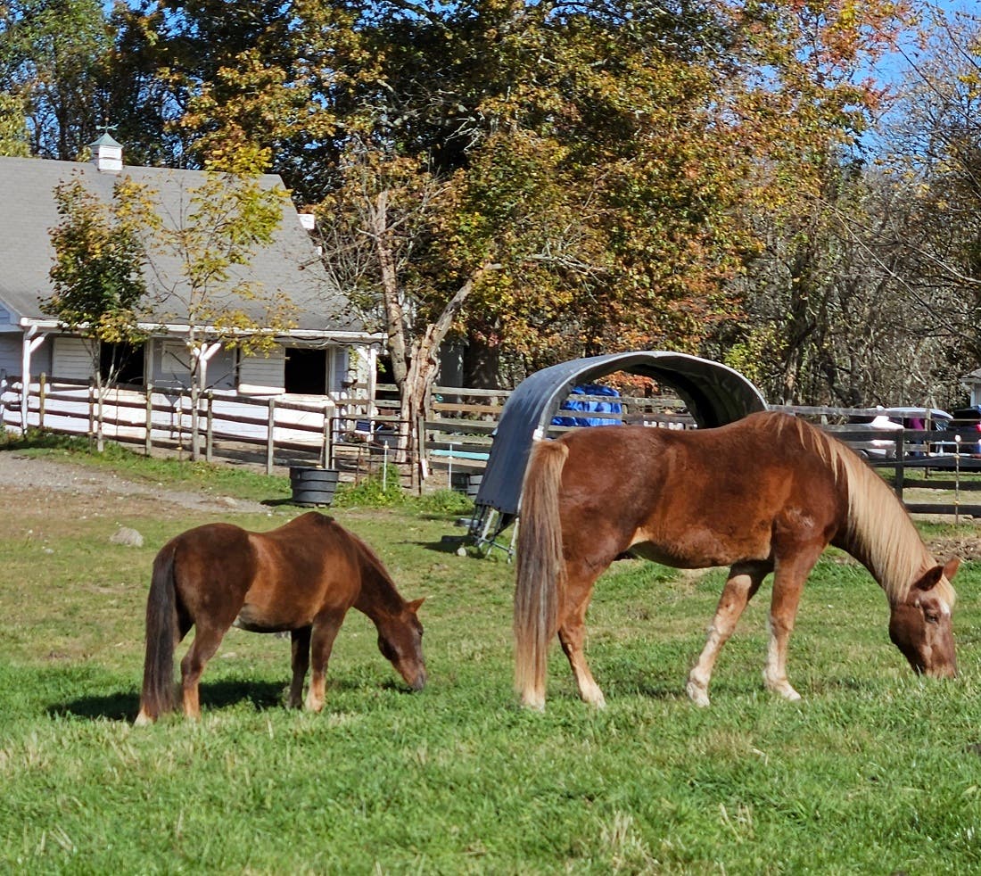 Horse Play's Annual Open House