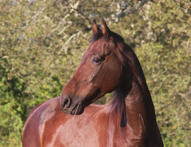 Horse Play's Midsummer Fun Day