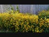 Rudbeckia triloba bounty