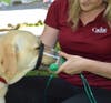 The masks are designed in an elongated shape to fit over the pet's snout.