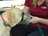 Cisco, the Lab, helps demonstrate how the pet oxygen masks fits over his snout.