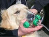 A first responder demonstrates how the masks fit the pet's snout to ensure proper oxygen flow for resuscitation.