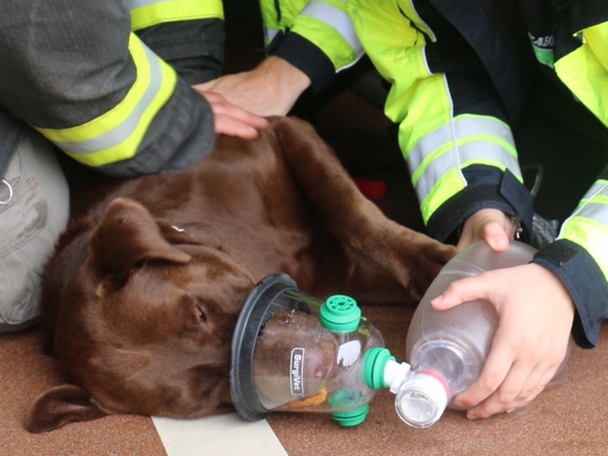 First responders use a specially designed pet oxygen mask on a dog.