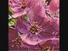 A photo of flowers as seen through the lens of Bill Lawton. 