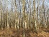 Healthy stand of hardwoods on Maziarz Property, recently preserved by D&R Greenway
