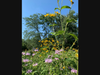 Close-ups of wildflowers in existing St. Michaels Meadow - precursor of Marchand Meadow at St. Michaels Farm Preserve