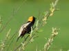 Bobolink, major grassland bird, dangerously scarce now but at Cider Mill