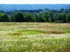 Cider Mill Preserve in full seasonal bloom, nurturing grassland birds
