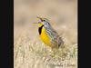 Eastern Meadowlark in Full Song - often saluting dawn, requiring grasslands such as Cider Mill