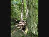 Old-Growth Forest, Plum Brook: Shagbark Hickory and Basalt