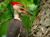 Pileated Woodpecker on Shagbark Hickory - Species of Special Concern thrives at D&R G Plum Brook Preserve