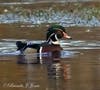 Dapper Mr. Wood Duck, by Brenda Jones