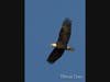 Eagle of January by Brenda Jones