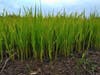 Healthy Grasses: Maryland farm pilot soil-enrichment project   2020