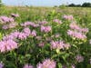 Bountiful bee balm on D&R Greenway Preserve - bee-and-butterfly favorite