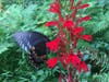 Pollinator at Work, on native cardinal flower, available at D&R Greenway Native Plant Nursery