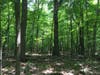 Sourlands Forest, New Jersey