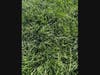 Lush forage grasses enhanced on D&R Greenway's St. Michaels Farm Preserve by Soil Carbon Partners Soil Amendation mixture