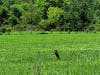 Purple martin studies Soil Carbon Partners Soil Amendation Project at D R Greenway's St. Michaels Farm Preserve