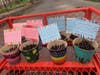 Painted Pots and Charming Notes by Nature-centric Helping Hands