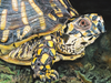 Eastern Box Turtle by James Fiorentino
