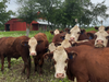 Cows have arrived to graze on amended prairie grasses at St. Michaels Farm Preserve, Hopewell, New Jersey