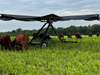 Contentedly grazing herd of White-faced Hereford and Devon cattle make use of D&R Greenway's/Soil Conservation Partners' new 'Cow Umbrella' at St. Michaels Farm Preserve, Hopewell, New Jersey