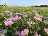 Bee Balm in its full glory awaits pollinators in a New Jersey Meadow
