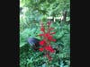 Vivid bee balm attracts more than bees...