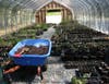 Inside D&R Greenway's Native Plant Nursery, local plants are given intensive care...