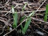"Emergence" - Key image for "Emergence" Exhibit --Nature From the Child's  Viewpoint